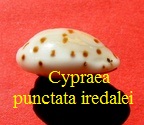 Cypraea punctata f. iredalei, Schilder & Schilder 1938